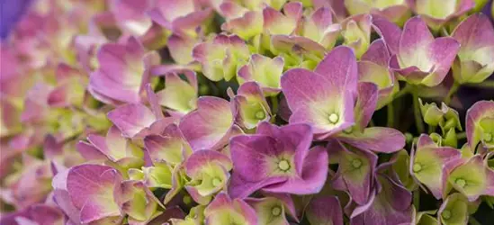 Hydrangea 'Magical'® Four Seasons