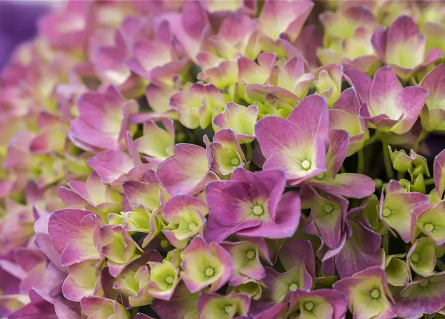 'MAGICAL'®-HORTENSIE