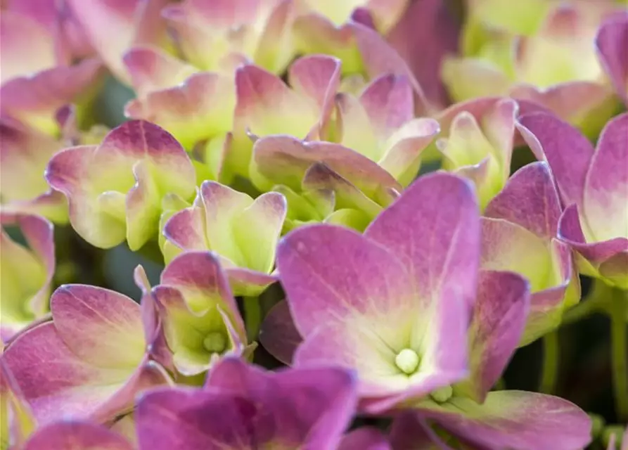 Hydrangea 'Magical'® Four Seasons