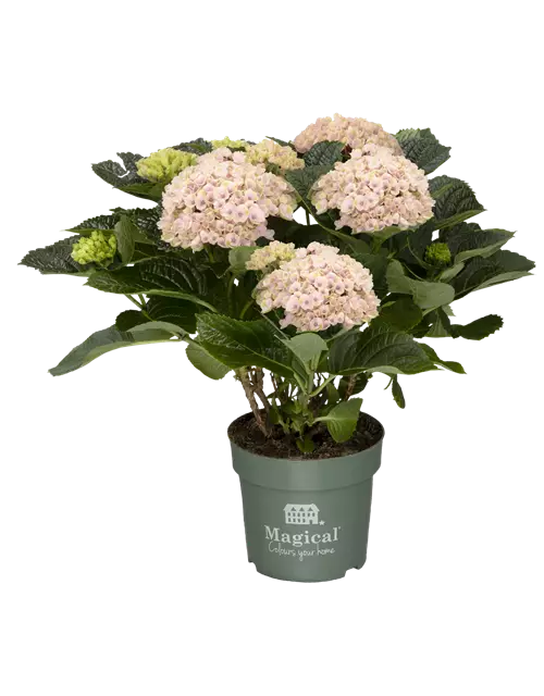 'MAGICAL'®-HORTENSIE