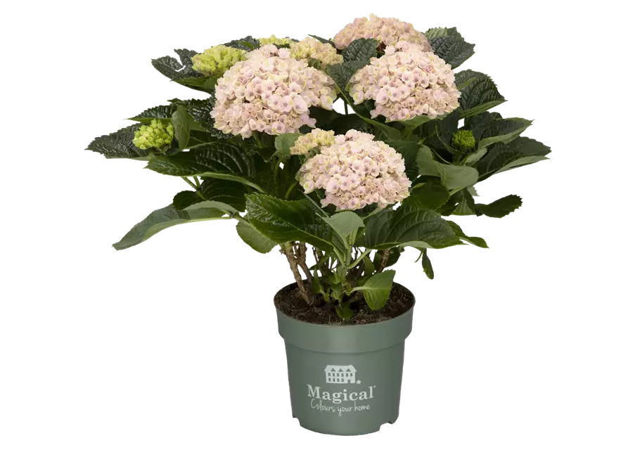 'MAGICAL'®-HORTENSIE