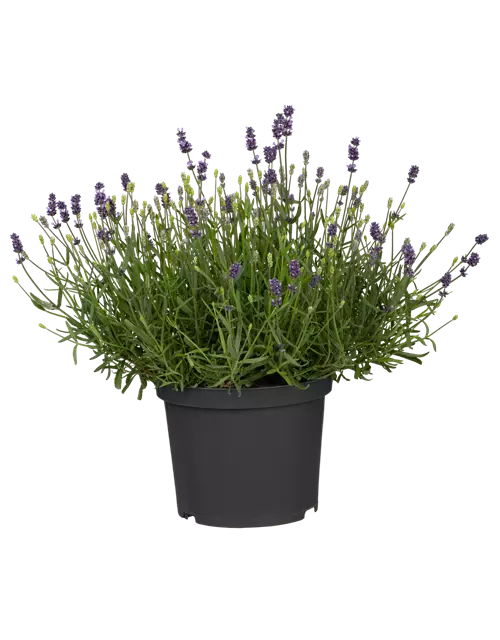 Lavendel