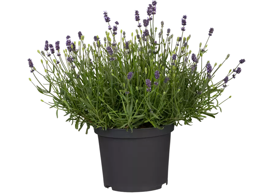 Lavendel