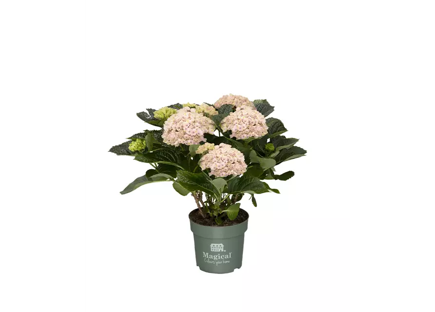 'MAGICAL'®-HORTENSIE