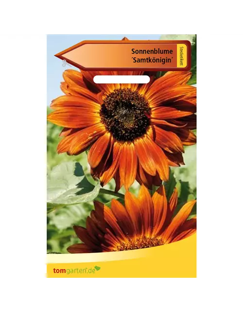 Sonnenblume 'Samtkönigin'