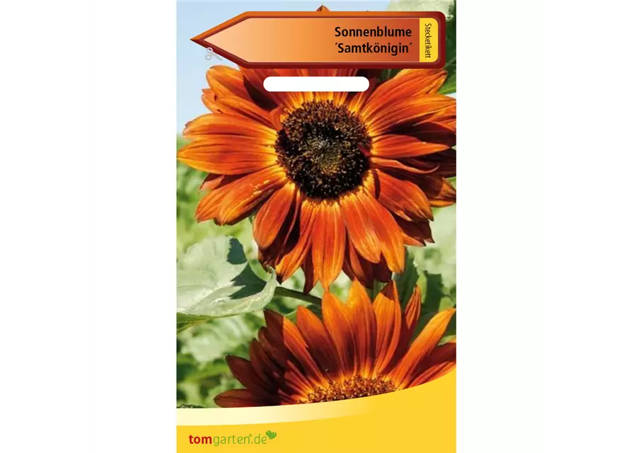 Sonnenblume 'Samtkönigin'