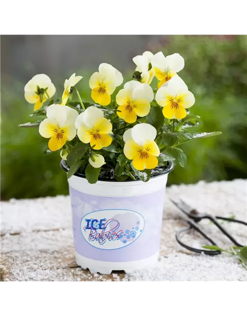 Mini-Winterveilchen 'Ice Babies® Cream Yellow Lip'