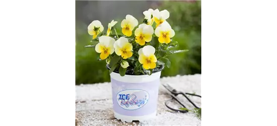 Mini-Winterveilchen 'Ice Babies® Cream Yellow Lip'