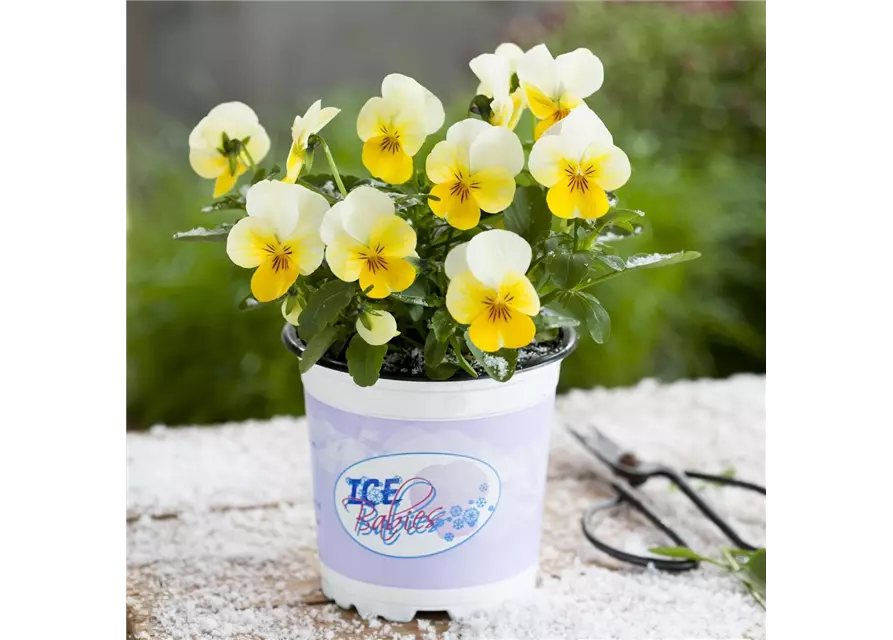 Mini-Winterveilchen 'Ice Babies® Cream Yellow Lip'