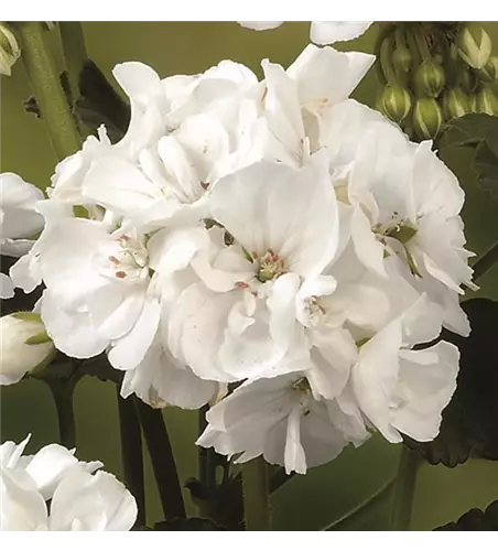 Stehende Geranie 'Grandeur® Power White'