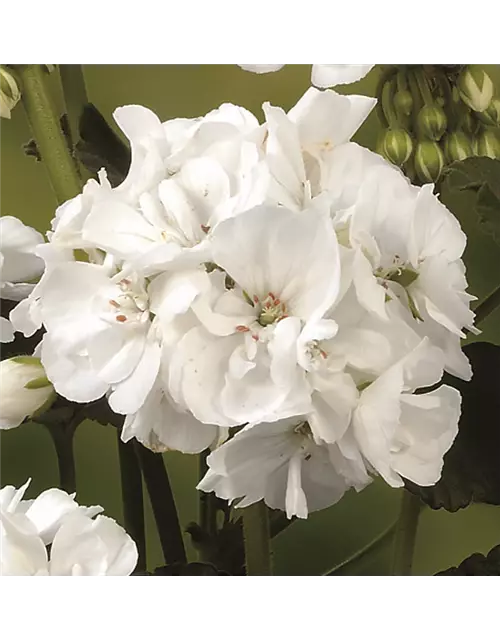 Stehende Geranie 'Grandeur® Power White'