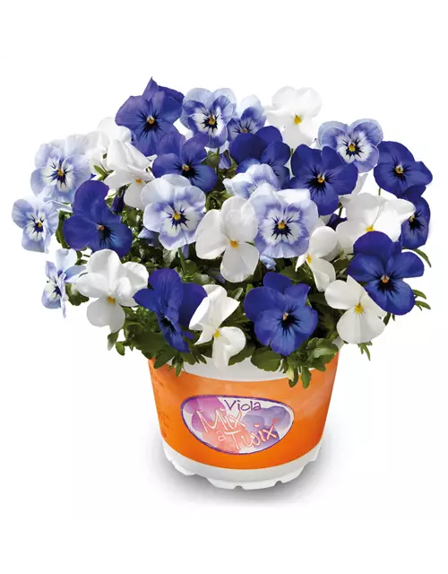 Hornveilchen 'Mix a Twix® Marina, Eye in the Sky, Snow'