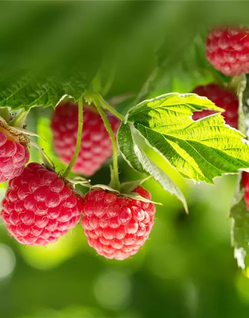 Himbeere 'Rubus idaeus'