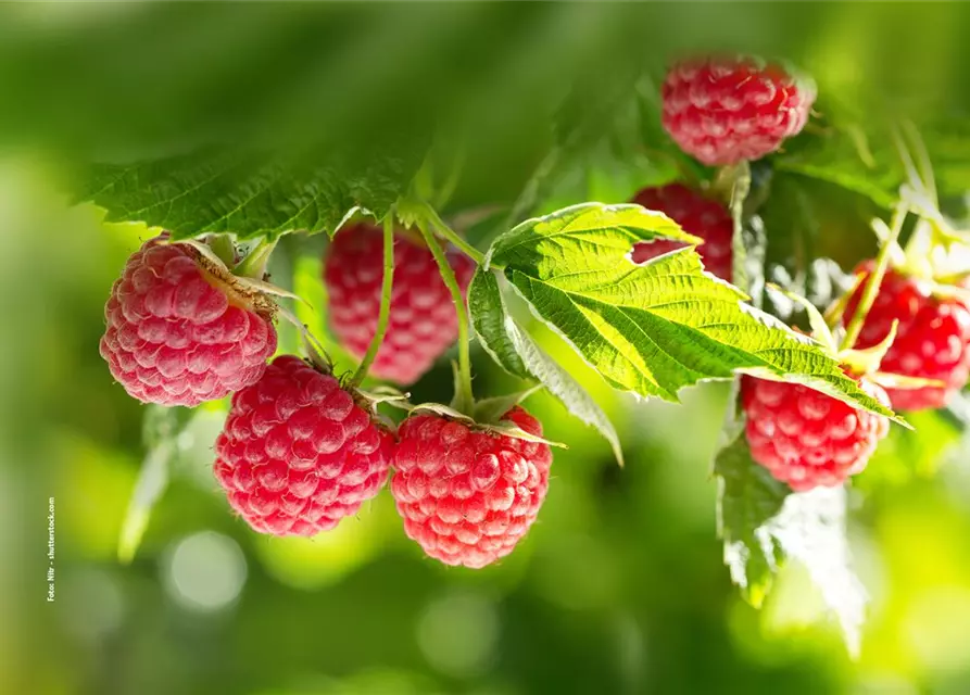 Himbeere 'Rubus idaeus'