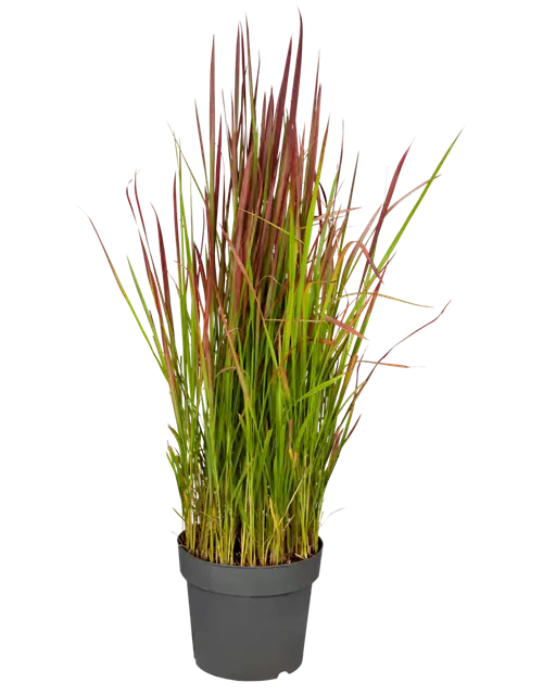 Blutgras 'Red Baron'