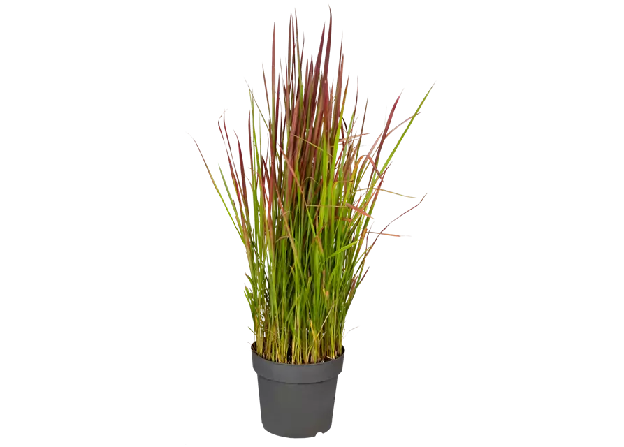 Blutgras 'Red Baron'