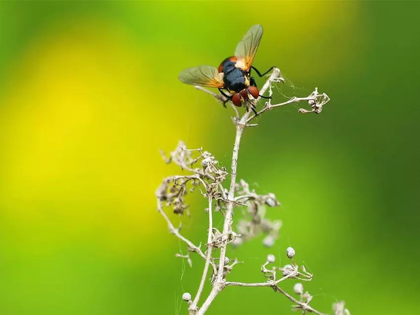 Raupenfliegen