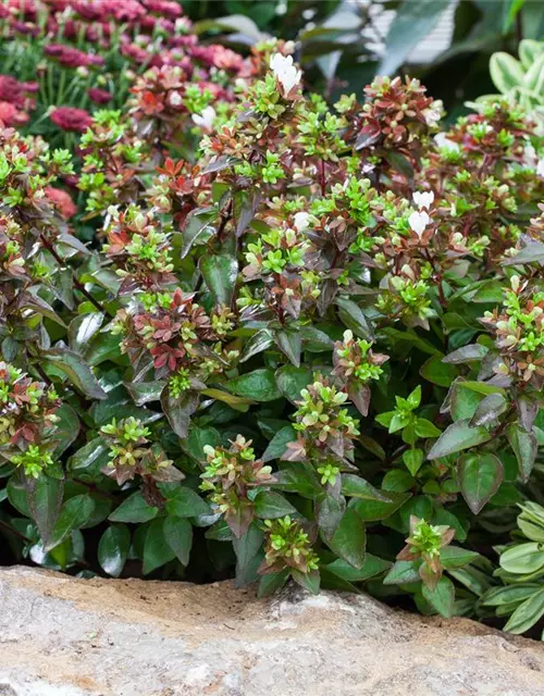 Abelia grandiflora