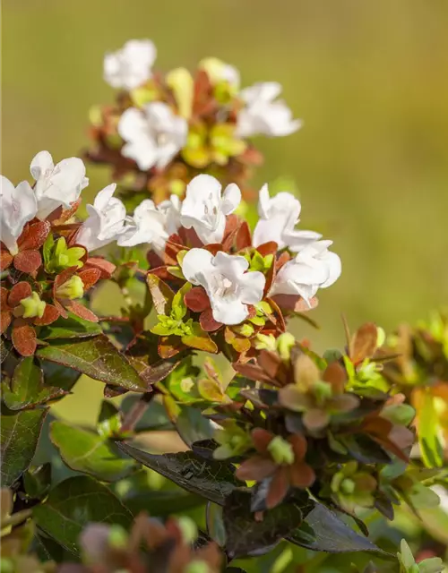 Abelia grandiflora