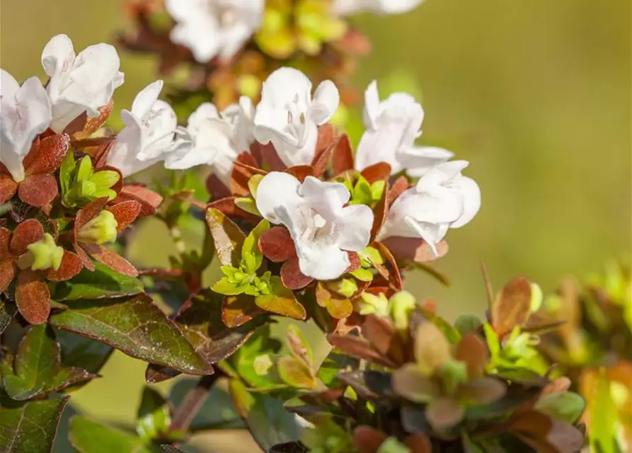 Abelia grandiflora