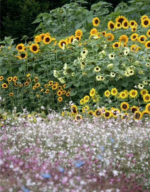 Helianthus annuus