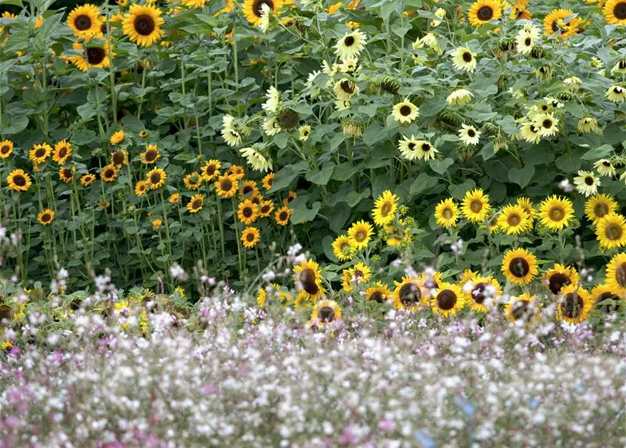 Helianthus annuus