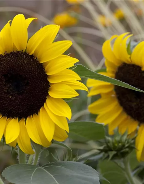 Helianthus annuus