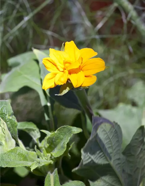 Helianthus annuus