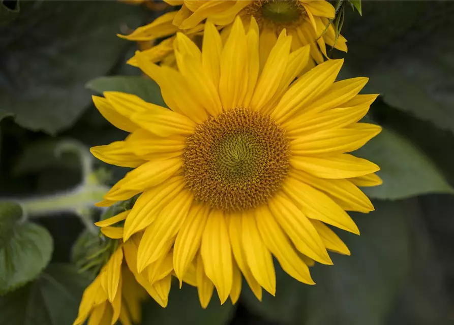 Helianthus annuus