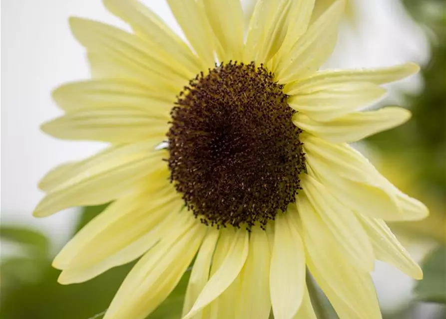 Helianthus annuus