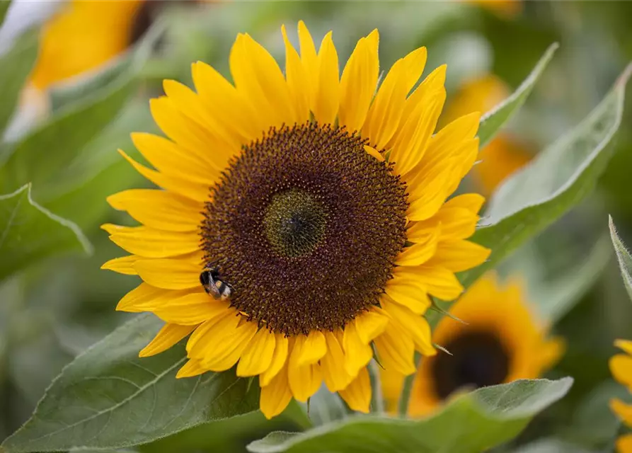 Helianthus annuus