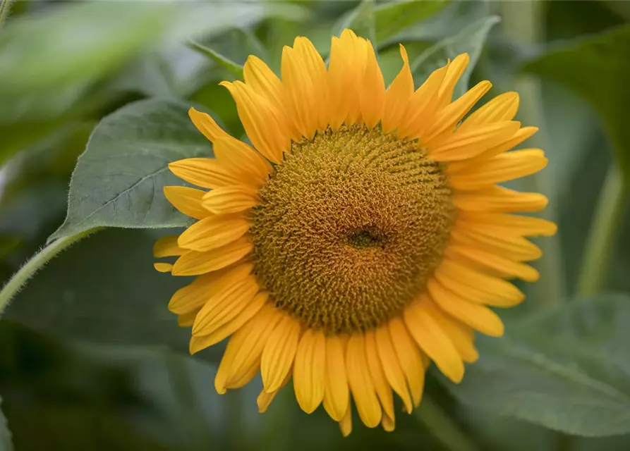 Helianthus annuus