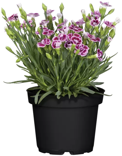 Prinzess-Nelke 'Pink Kisses', 12 cm Topf