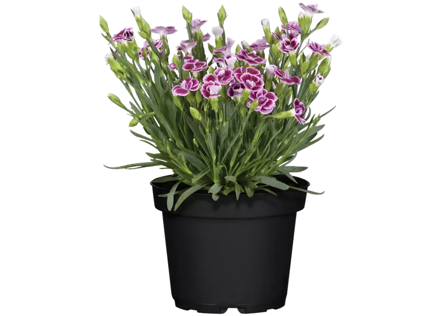 Prinzess-Nelke 'Pink Kisses', 12 cm Topf