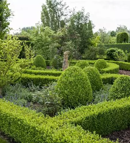 Buxus sempervirens