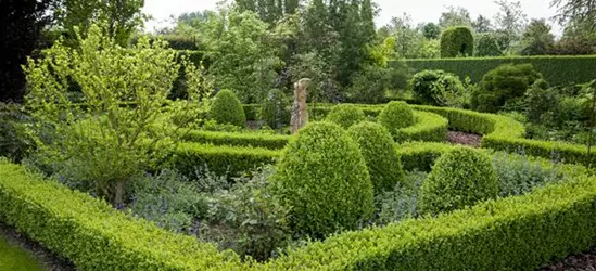 Buxus sempervirens