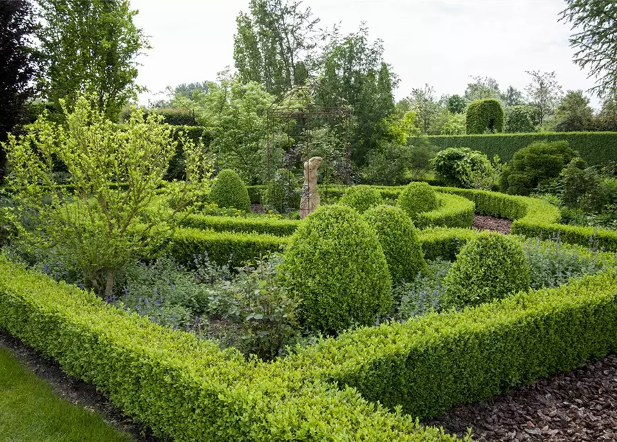 Buxus sempervirens