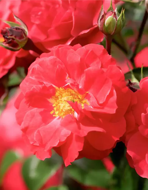 Bodendeckerrose 'Heidefeuer'