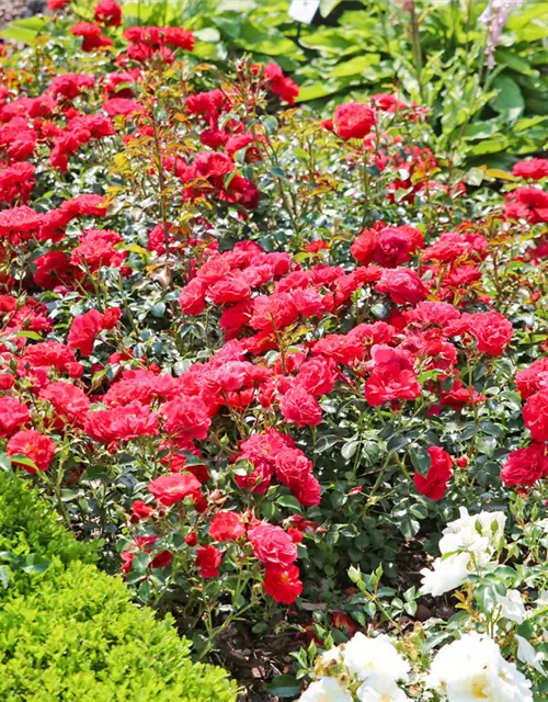 Bodendeckerrose 'Heidefeuer' ® rot