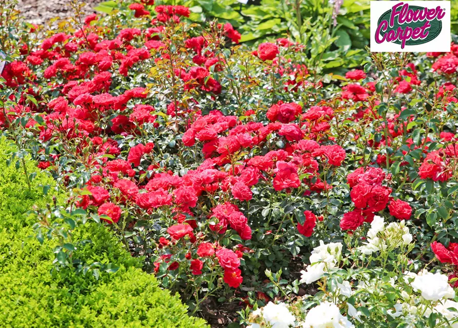 Bodendeckerrose 'Heidefeuer' ® rot