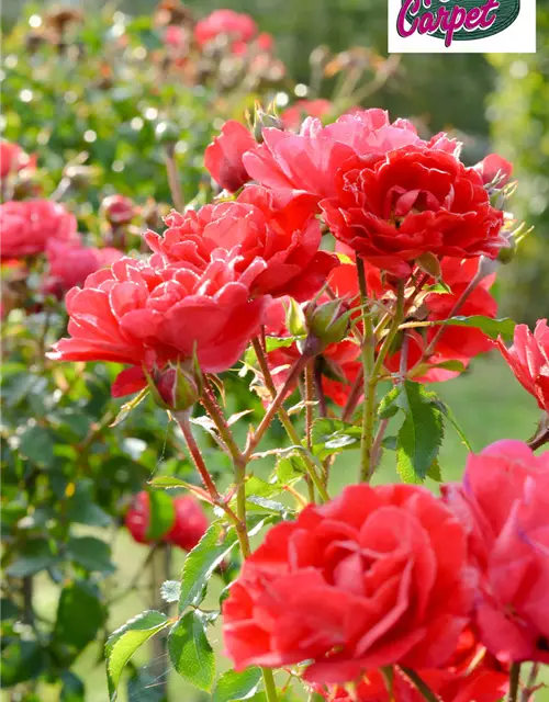 Bodendeckerrose 'Heidefeuer' ® rot