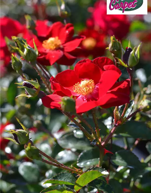 Bodendeckerrose 'Alcantara'