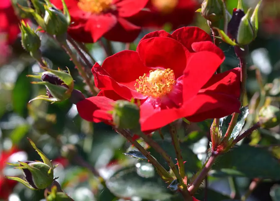 Bodendeckerrose 'Alcantara'