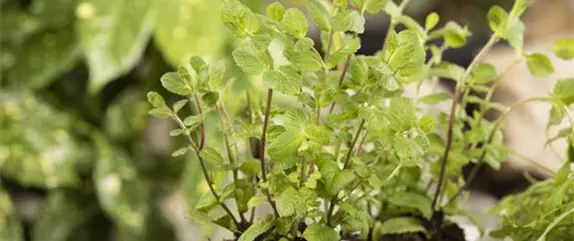 Kräuter im eigenen Garten: Anlegen des Kräutergartens