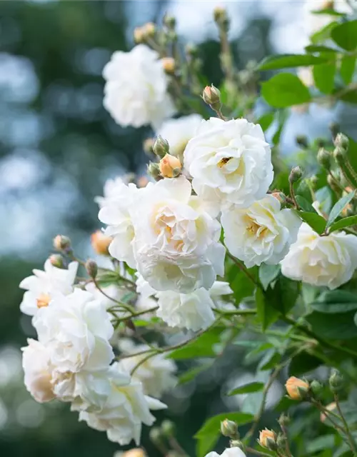 Kletterrose Rosa 'Climbing Iceberg'