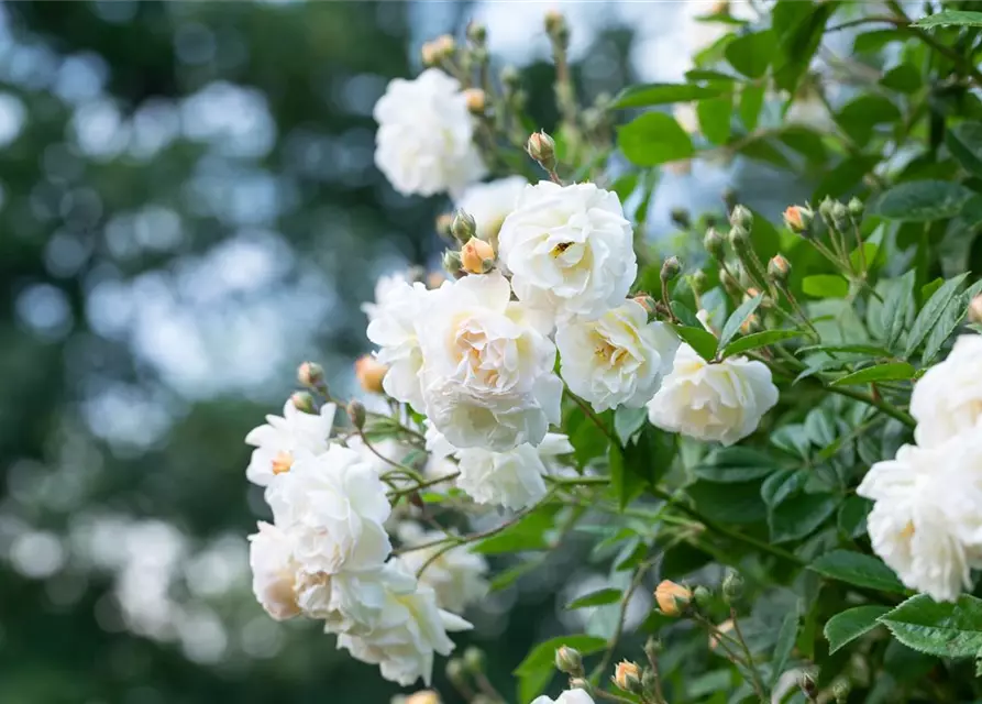 Kletterrose Rosa 'Climbing Iceberg'