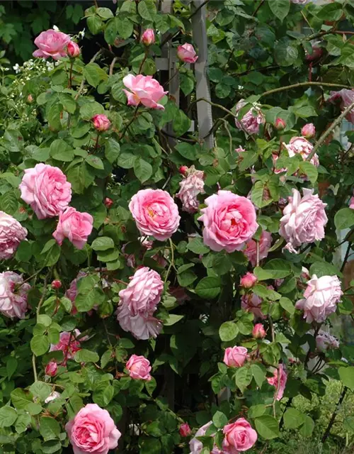 Kletterrose 'Ghita Renaissance'