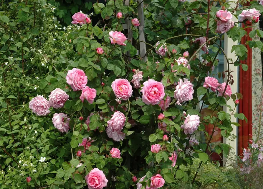 Kletterrose 'Ghita Renaissance'