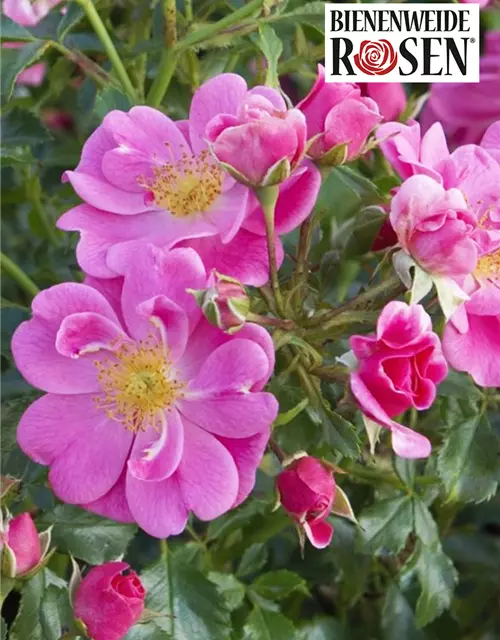 Bienenweide® Rose in rosa, 17 cm Topf