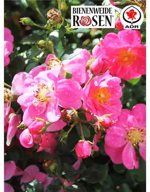 Bienenweide® Rose in rosa, 17 cm Topf